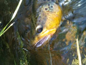 Provo River Brown Trout