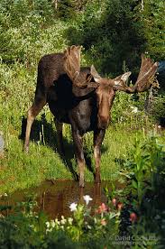 Bull Moose 
