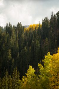 Fall Colors on a guided hike