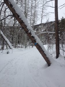 cross country skiing trail