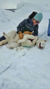 All Seasons Adventures dog sledding