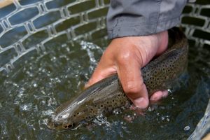 Our rivers have plenty of healthy fish and we practice catch and release so they grow big