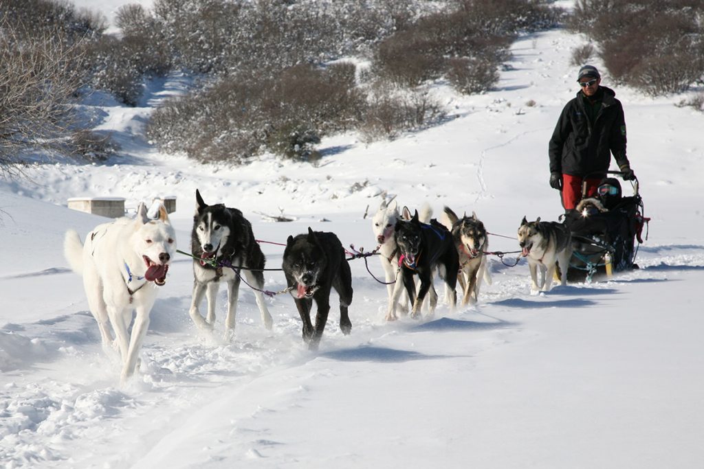 Park City Dog Sled Tours