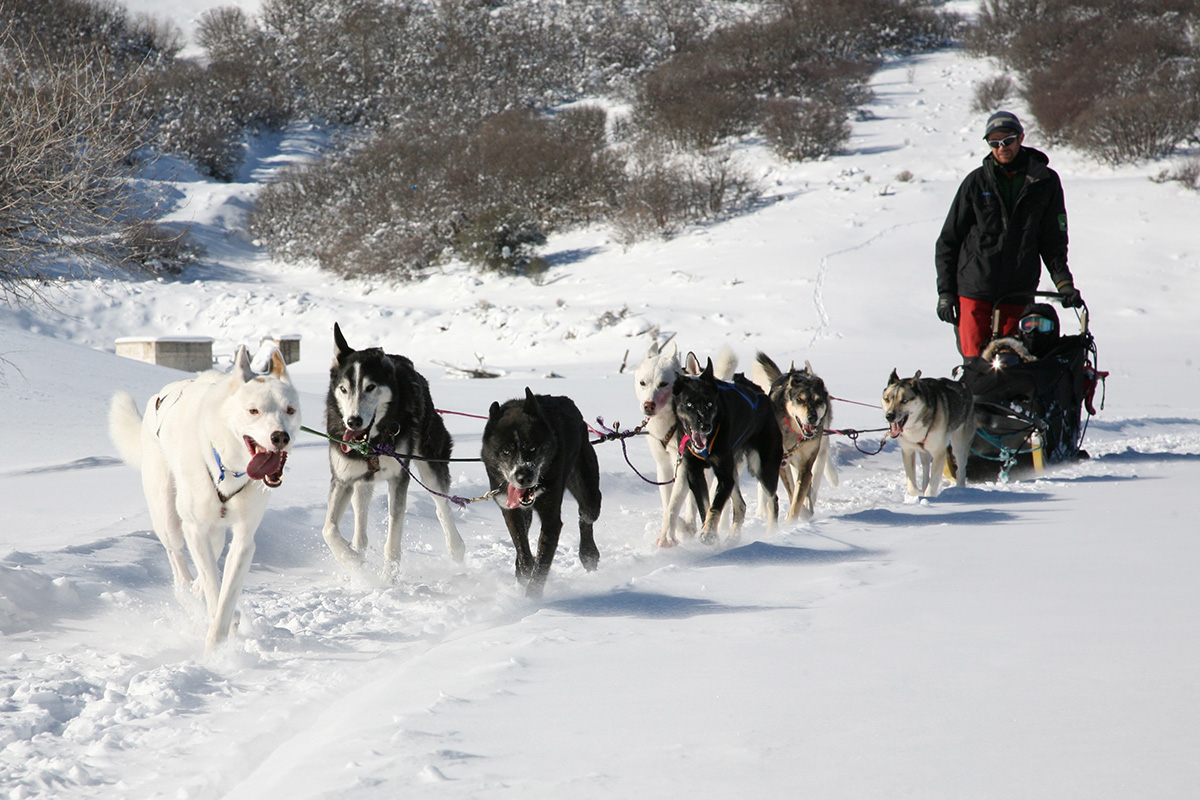 Dog Sledding All Seasons Adventures