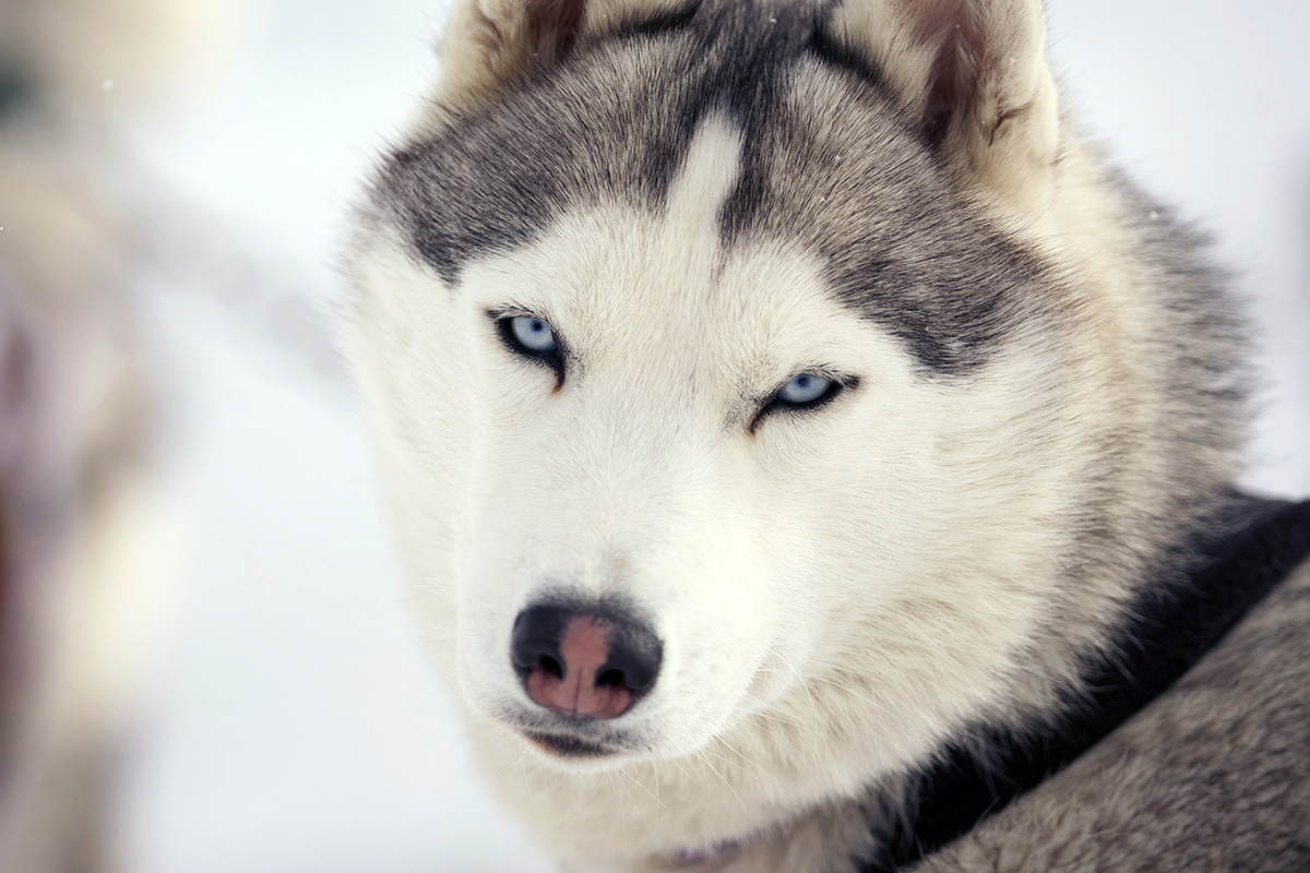 Dog Sledding | All Seasons Adventures | Park City Outdoor Guides