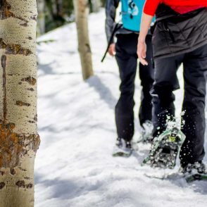 snowshoeing-aspens-closeup