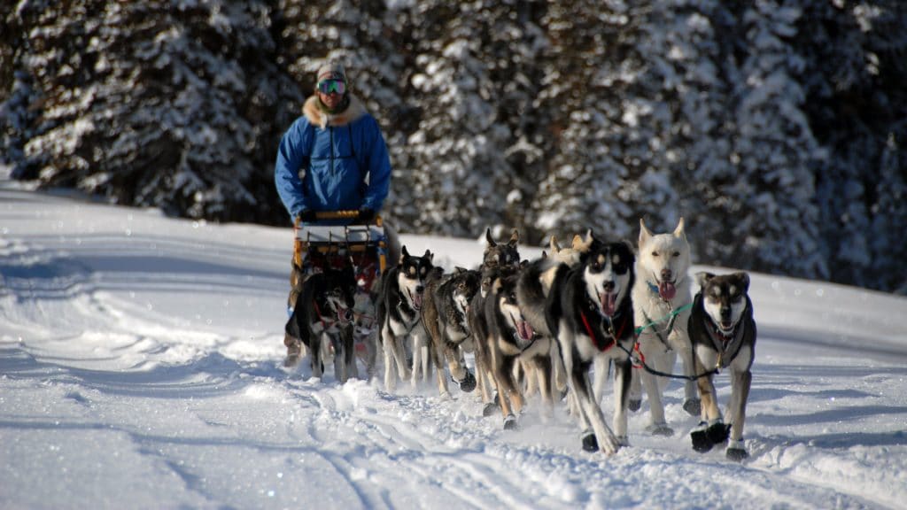 a group of arctic breed dogs pulling a sled and musher