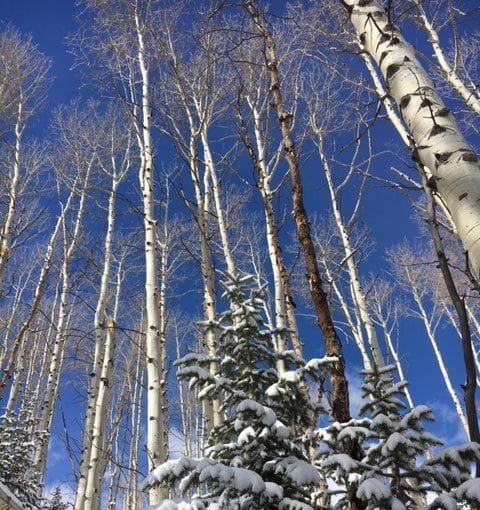 snow on a pine tree with aspens in the background