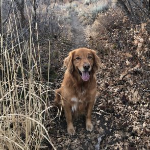 Golden retriever on hiking trail in Park City
