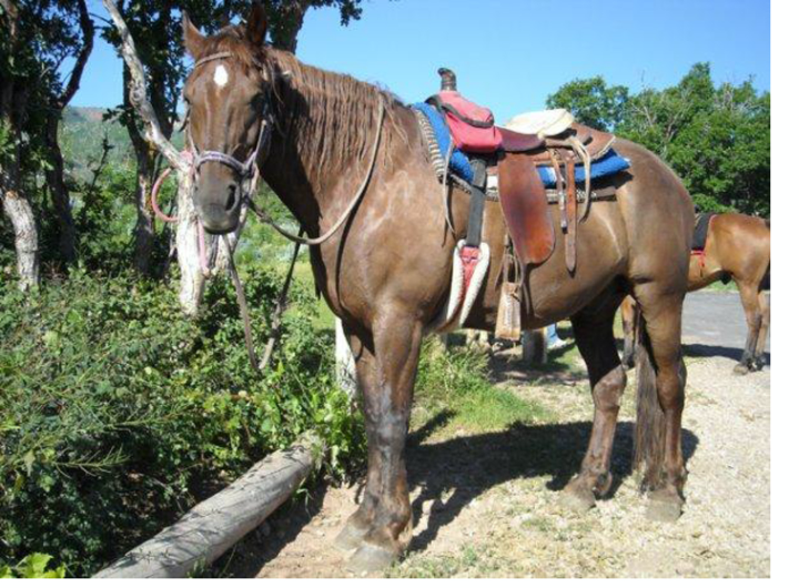 Horse wearing a saddle