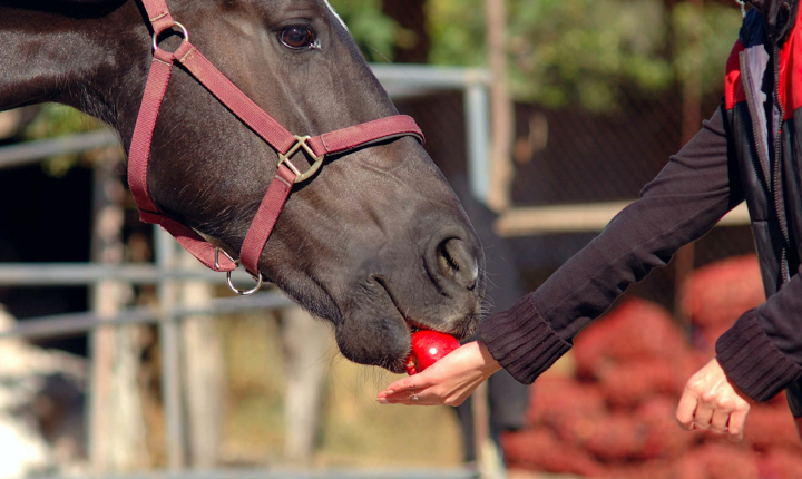 Rider feeding horse and apple with their hand turned down