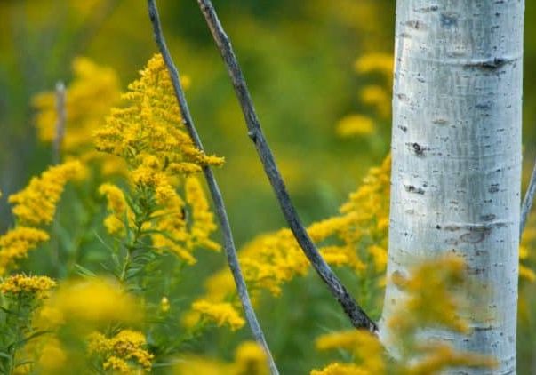 "<a href="https://stocksnap.io/photo/tree-aspen-UV8ZQTG5UI" target="_blank" rel="noreferrer noopener">Tree Aspen</a>" by <a href="https://mattbango.photo" target="_blank" rel="noreferrer noopener">Matt Bango</a>/ <a href="https://creativecommons.org/publicdomain/zero/1.0/?ref=openverse" target="_blank" rel="noreferrer noopener">CC0 1.0</a>