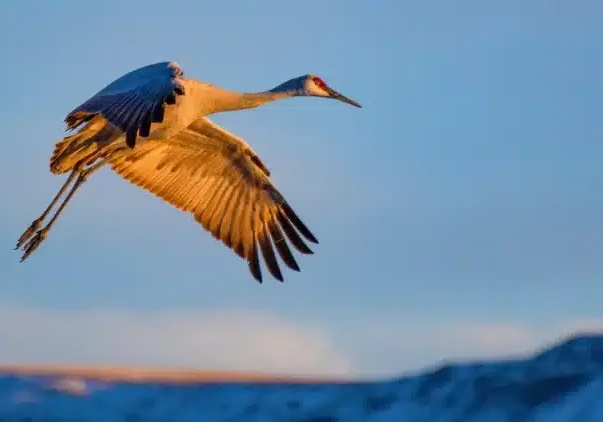 "<a href="https://www.rawpixel.com/image/5915113/image-public-domain-nature-bird" target="_blank" rel="noreferrer noopener">Sandhill crane flying bird image</a>"/ <a href="https://creativecommons.org/publicdomain/zero/1.0/?ref=openverse" target="_blank" rel="noreferrer noopener">CC0 1.0</a>