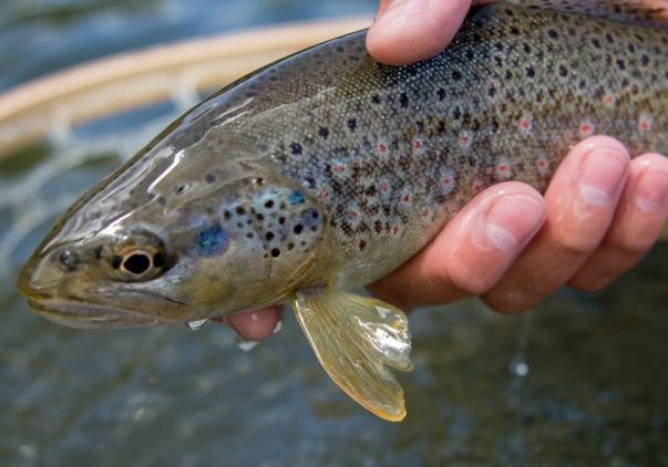 brown trout, provo river